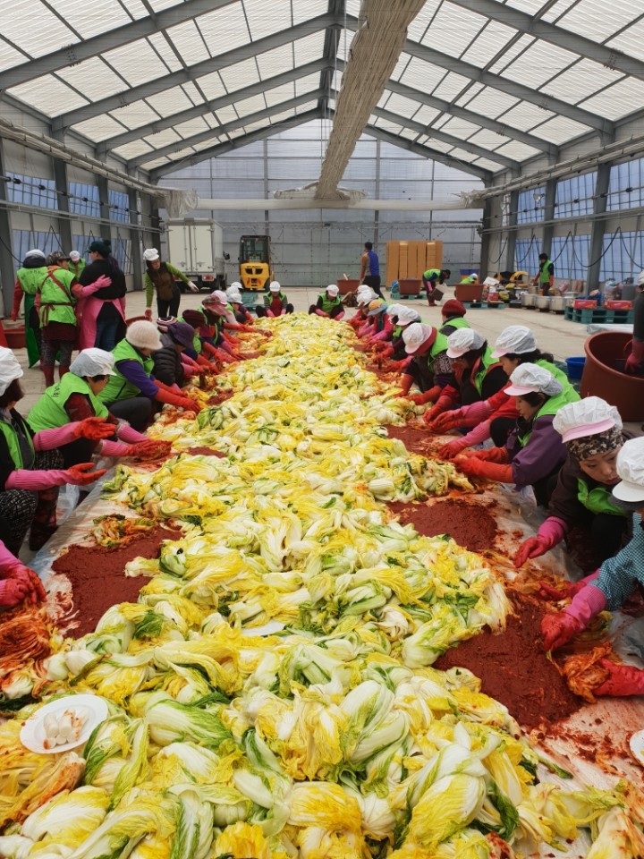 동군산농협 직원들과 부녀회 1,900포기 김장 봉사