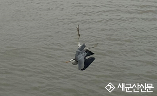 군산소방서, 낚시줄에 걸린 왜가리 구조