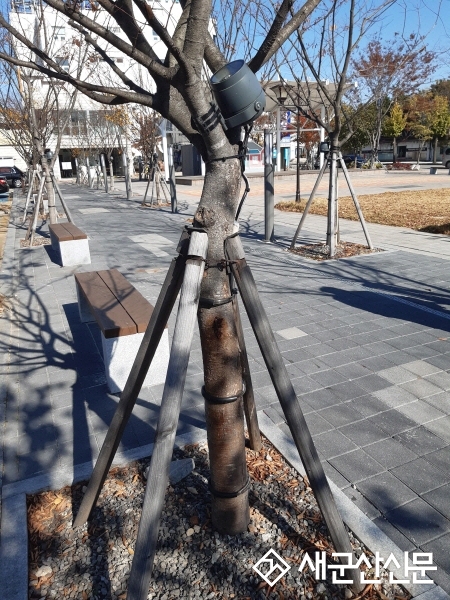 (속보/톡톡 군산) 구 시청광장 느티나무 결속선 교체한다