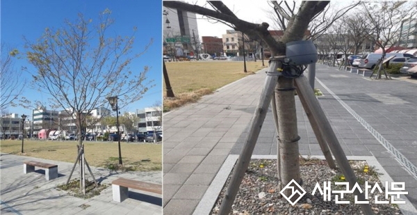 (현장 돋보기) ‘잎 돋아났는데’ 여전히 채워진 야간조명 결속선