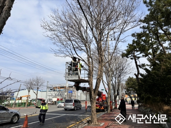 가로수, 새봄맞이 쾌적한 단장