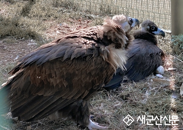 (지역 화제) 천연기념물 독수리, 군산에서 알 낳아