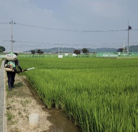 군산시, 고품질 쌀 생산 위해 이삭거름 적기·적량 홍보