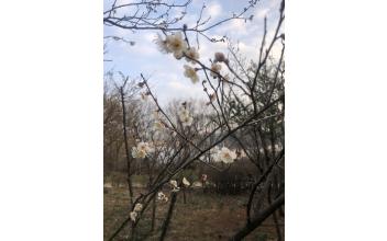 청암산 경칩 맞아 유실수원 매화 개화