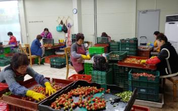 (시민기자 뉴스) 별을 세는 실버들의 딸기향기