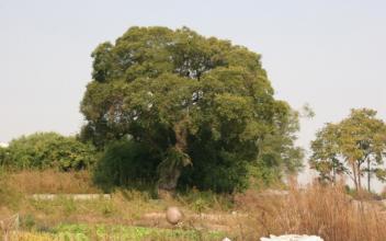 (톡톡 군산) 하제마을 팽나무 보존, 시민 동참 확산