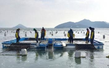 수산분야 외국인 계절근로자·고용어가 모집