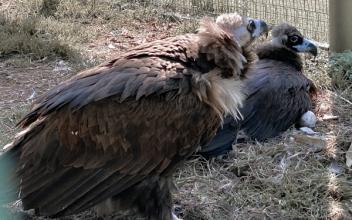 (지역 화제) 천연기념물 독수리, 군산에서 알 낳아