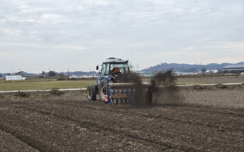 군산시, 맥류 적기 파종과 종자 소독 당부