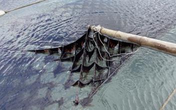 군산시, 물김 위판금액 603억 원… 역대 최대 달성